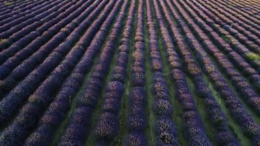 Lavanta Tarlası üzerinde uçuş. Yunanistan 'ın Selanik kentindeki Mesimeri' deki lavanta tarlasında yaz günü. Lens Fişeği