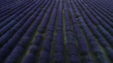 Lavanta Tarlası üzerinde uçuş. Yunanistan 'ın Selanik kentindeki Mesimeri' deki lavanta tarlasında yaz günü. Lens Fişeği