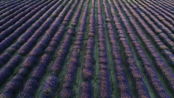 Vlucht Lavendelveld Zomer Dag Boven Het Lavendelveld Bij Mesimeri Thessaloniki — Stockvideo