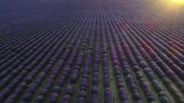 Vuelo Sobre Campo Lavanda Día Verano Sobre Campo Lavanda Mesimeri — Vídeo de stock