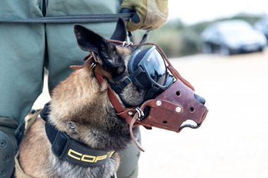 Askos, Greece - Feb 14, 2020: military dog takes part at a international military exercise with real fire (Golden Fleece -20) between Greek , US Army and 6 more countries clipart