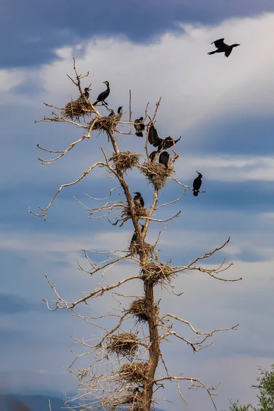 Los Grandes Cormoranes Phalacrocorax Carbo Santuario Aves Lago Kerkini Grecia — Foto de Stock