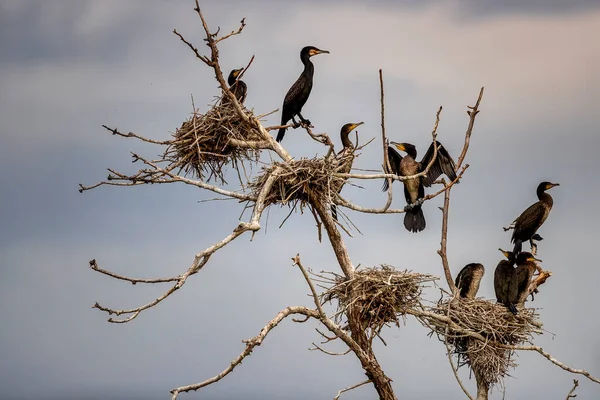 Los Grandes Cormoranes Phalacrocorax Carbo Santuario Aves Lago Kerkini Grecia —  Fotos de Stock