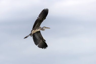 Yunanistan 'ın Kerkini Gölü' ndeki Kuş Sığınağı 'nda balıkçılla (Ardea cinerea) anlaşma