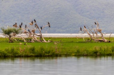 Yunanistan 'ın Kerkini Gölü' ndeki Kuş Sığınağı 'ndaki büyük karabataklar (Phalacrocorax carbo)