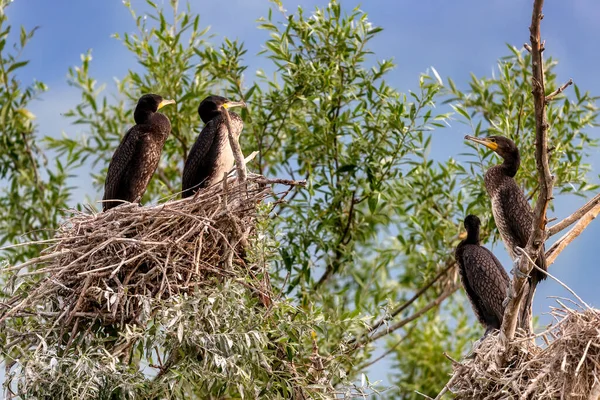 Los Grandes Cormoranes Phalacrocorax Carbo Santuario Aves Lago Kerkini Grecia —  Fotos de Stock