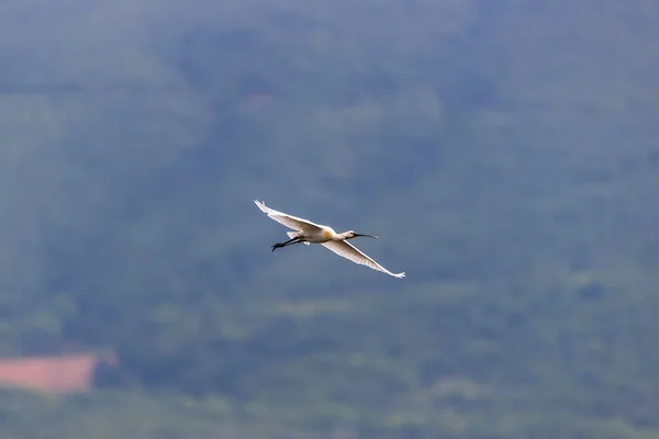 Eurasian Spoonbill Platalea Leucorodia Bird Sanctuary Lake Kerkini Greece — Stock Photo, Image