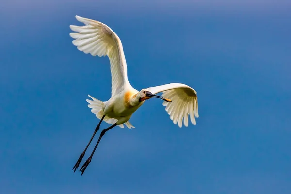 Une Spatule Eurasienne Platalea Leucorodia Dans Sanctuaire Oiseaux Sur Lac — Photo