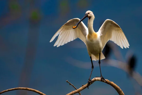 Una Espátula Euroasiática Platalea Leucorodia Santuario Aves Lago Kerkini Grecia — Foto de Stock