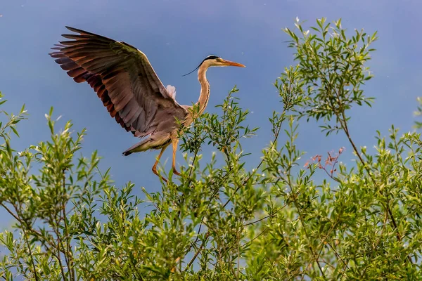 Agrey Heron Ardea Cinerea Santuário Bird Lago Kerkini Grécia — Fotografia de Stock