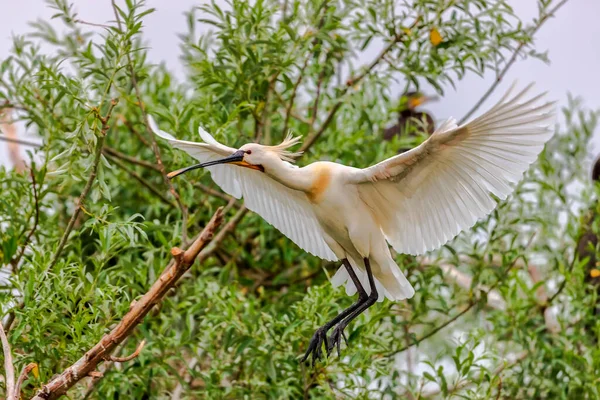 Una Espátula Euroasiática Platalea Leucorodia Santuario Aves Lago Kerkini Grecia —  Fotos de Stock