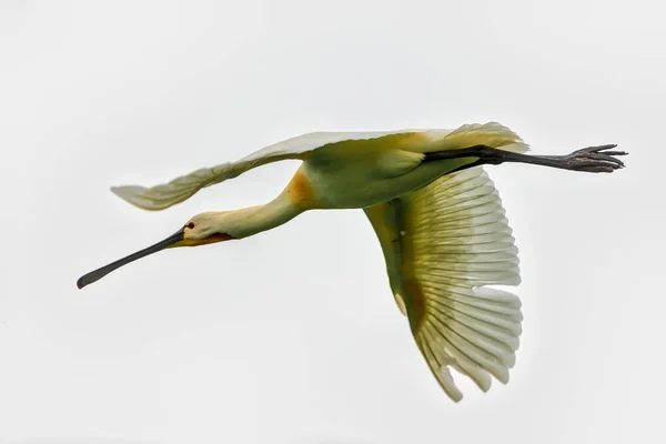 Uma Colherada Eurasiana Platalea Leucorodia Santuário Bird Lago Kerkini Grécia — Fotografia de Stock