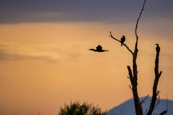 Fliegender Kormoran Phalacrocorax Carbo Morgendlichen Sonnenaufgang Vogelschutzgebiet Kerkini See Griechenland — Stockfoto