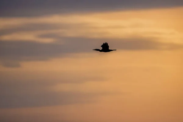 Flying Great Cormorant Phalacrocorax Carbo Morning Sunrise Bird Sanctuary Lake — Stock Photo, Image