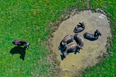 Buffaloes in water hole next to the lake Kerkini in Northern Greece on a sunny day. Aerial shot with drone clipart