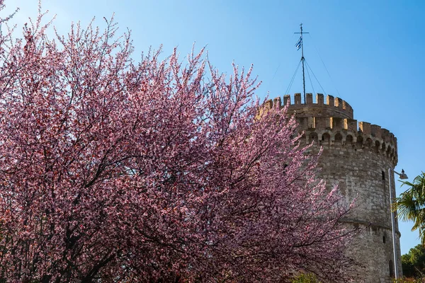 White Tower Thessaloniki Greece Cherry Blossom — Stock Photo, Image