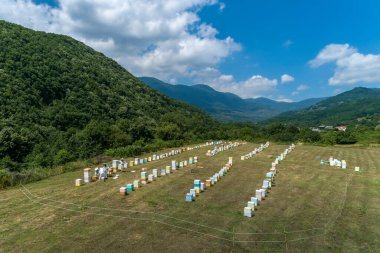Yunanistan 'ın kuzeyindeki Florina bölgesinde bal toplamaya çalışan arıcılar. Organik arıcılık