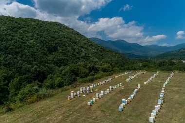 Yunanistan 'ın kuzeyindeki Florina bölgesinde bal toplamaya çalışan arıcılar. Organik arıcılık