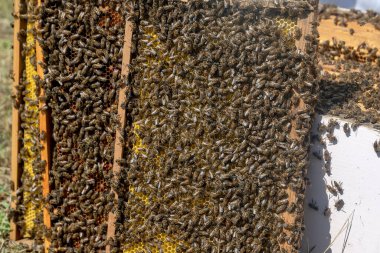 Tatlı balla bal peteğinde çalışan arıları yakından izle. Bal sağlıklı ürünler yetiştiriyor. Arı balı, sarı bal peteğinde toplandı..