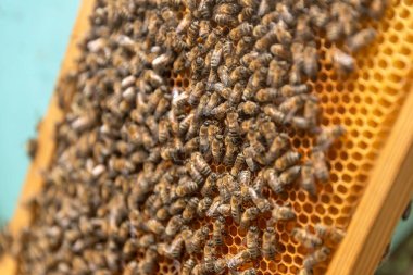 Tatlı balla bal peteğinde çalışan arıları yakından izle. Bal sağlıklı ürünler yetiştiriyor. Arı balı, sarı bal peteğinde toplandı..
