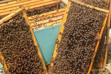 Tatlı balla bal peteğinde çalışan arıları yakından izle. Bal sağlıklı ürünler yetiştiriyor. Arı balı, sarı bal peteğinde toplandı..