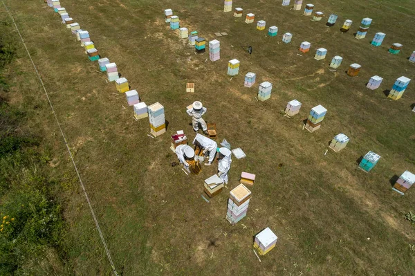 Apicultores Que Trabajan Para Recolectar Miel Una Zona Florina Norte — Foto de Stock