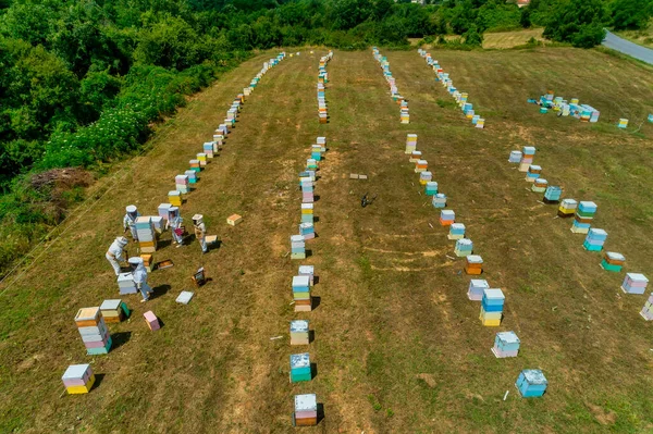 Apicultores Que Trabajan Para Recolectar Miel Una Zona Florina Norte — Foto de Stock