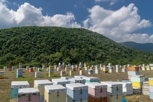 Hives Apiary Bees Flying Landing Boards Area Florina Northern Greece — Stock Photo, Image