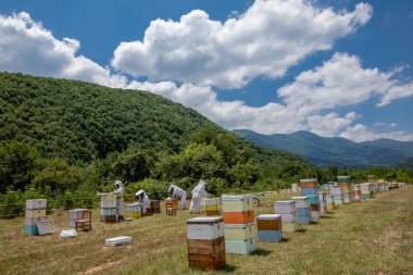 Florina, Yunanistan - 10 Temmuz 2020: Yunanistan 'ın kuzeyindeki Florina bölgesinde bal toplamaya çalışan arıcılar. Organik arıcılık 