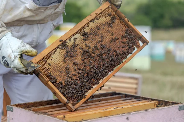 Florina Greece July 2020 Beekeepers Working Collect Honey Area Florina — Stock Photo, Image