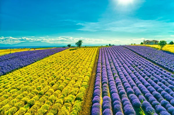 Blühender Lavendel Und Helichrysum Schaffen Eine Atemberaubend Schöne Landschaft Mesimeri — Stockfoto