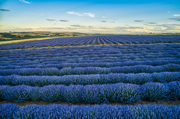 Blühender Lavendel Schafft Eine Atemberaubend Schöne Landschaft Mesimeri Thessaloniki Die — Stockfoto