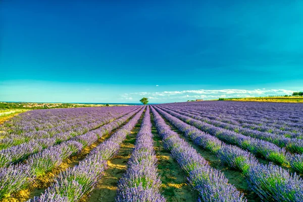 Blühender Lavendel Schafft Eine Atemberaubend Schöne Landschaft Mesimeri Thessaloniki Die — Stockfoto