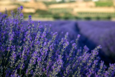 Çiçekli lavanta, Mesimeri Selanik 'te bir tabloyu andıran şaşırtıcı güzellikte bir manzara yaratır..