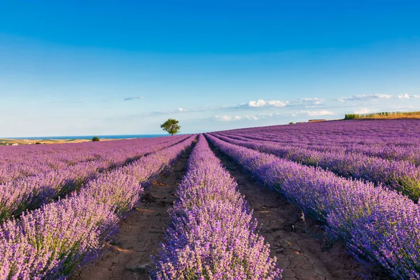 Blühender Lavendel Schafft Eine Atemberaubend Schöne Landschaft Mesimeri Thessaloniki Die — Stockfoto