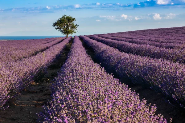 Kwitnąca Lawenda Tworzy Oszałamiająco Piękny Krajobraz Mesimeri Saloniki Przypominający Obraz — Zdjęcie stockowe