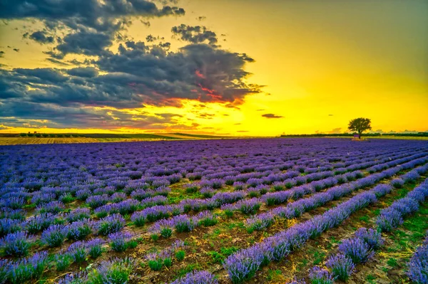 Blühender Lavendel Schafft Eine Atemberaubend Schöne Landschaft Mesimeri Thessaloniki Die — Stockfoto