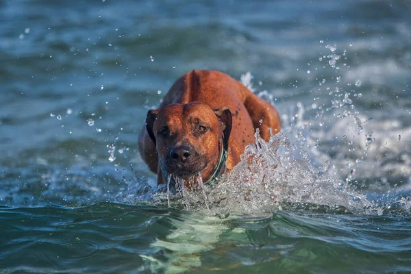 Aktywny Atletyczny Pies Rhodezyjski Ridgeback Biegający Morzu — Zdjęcie stockowe
