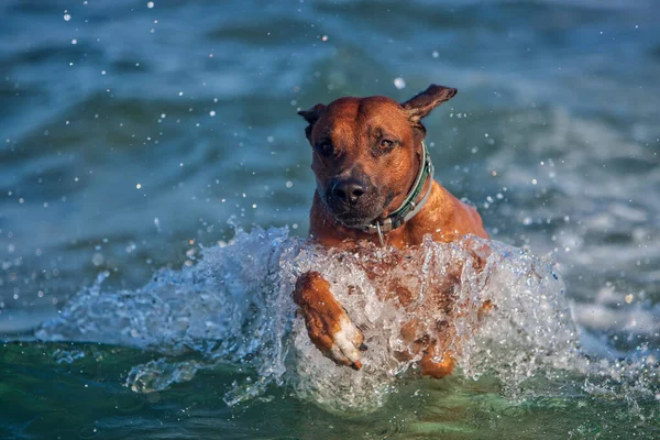 Активний Атлетичний Собака Родезійський Хребет Біжить Морі — стокове фото