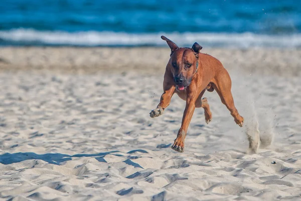 Aktywny Atletyczny Pies Rhodesian Ridgeback Biegnie Wzdłuż Piaszczystej Plaży Przed — Zdjęcie stockowe