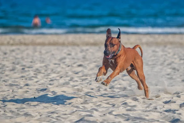 Active Athletic Dog Rhodesian Ridgeback Running Sandy Beach Blue Sea — Stock Photo, Image