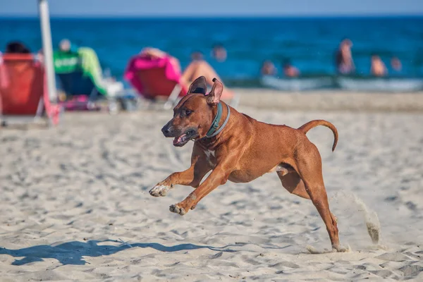 Активний Атлетичний Собака Родезійський Коник Біжить Вздовж Піщаного Пляжу Блакитне — стокове фото