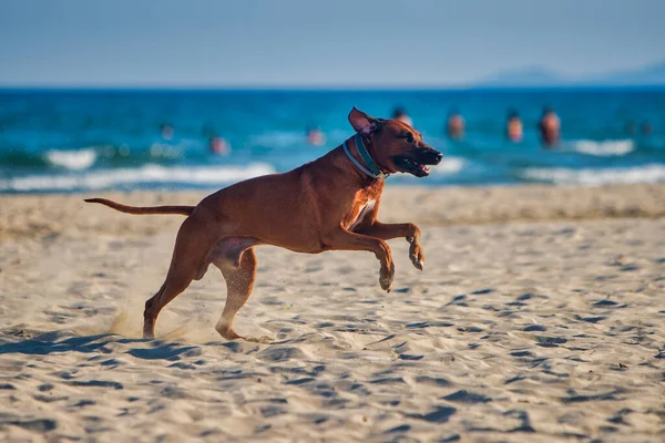 Active Athletic Dog Rhodesian Ridgeback Running Sandy Beach Blue Sea — Stock Photo, Image