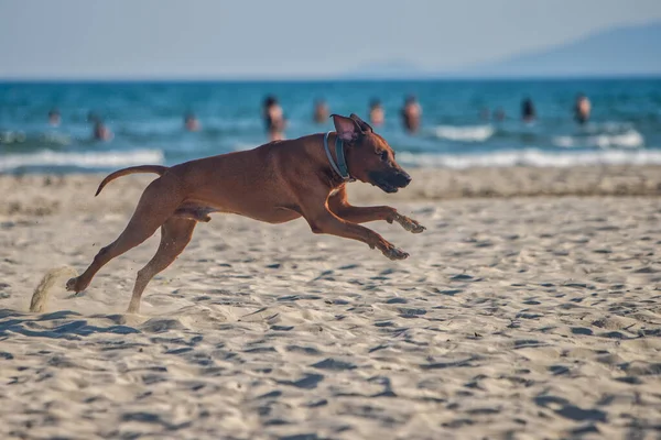 Aktywny Atletyczny Pies Rhodesian Ridgeback Biegnie Wzdłuż Piaszczystej Plaży Przed — Zdjęcie stockowe