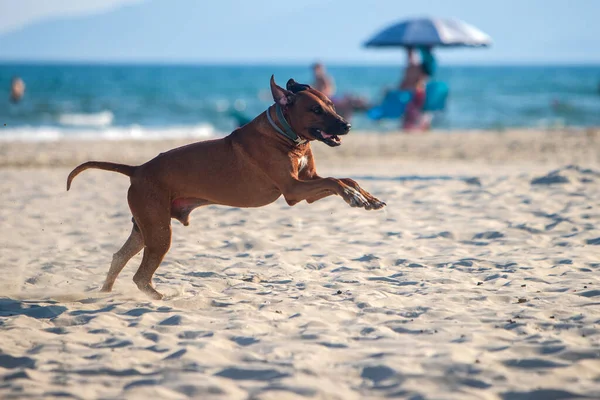 Aktywny Atletyczny Pies Rhodesian Ridgeback Biegnie Wzdłuż Piaszczystej Plaży Przed — Zdjęcie stockowe