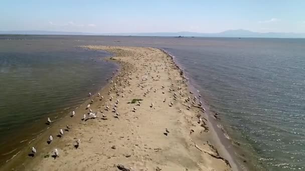 Voo Aéreo Com Drone Sobre Rio Delta Axios Norte Grécia — Vídeo de Stock