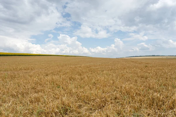 Прекрасный Сельский Пейзаж Пшеничное Поле Облачное Небо — стоковое фото