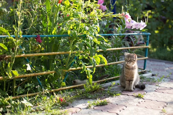 Madre gatto è seduto in giardino — Foto Stock