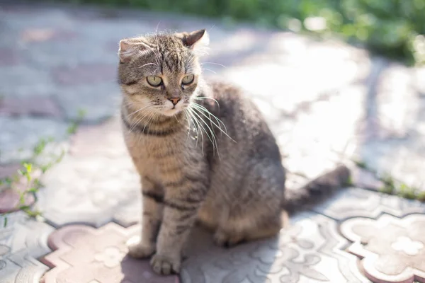 Mor kat sidder i haven - Stock-foto