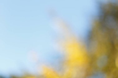 Bulanık güneşli Sonbahar Doğa arka plan mavi gökyüzü ile